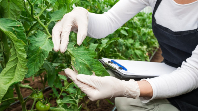 Қозоғистон ва Туркия фитосанитарияда бир-бирига ёрдам беради