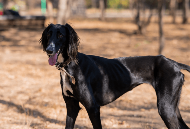 Тазы жүйке ауруларын емдейді