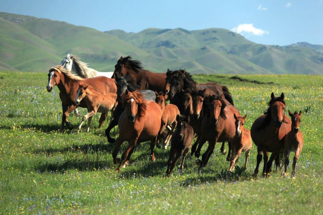 Жапон компаниялары казакстандык жылкыларды импорттоого кызыкдар