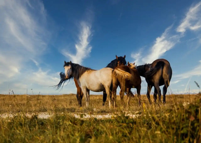 Japanese companies interested in importing Kazakh horses