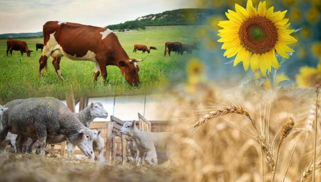 Kazakistan'da Ulusal Tarım Sayımı için hazırlıklar devam ediyor