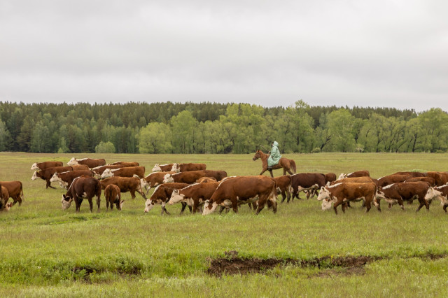 Қозоғистонда миллий қишлоқ хўжалик ҳисобига тайёргарлик давом этяпти
