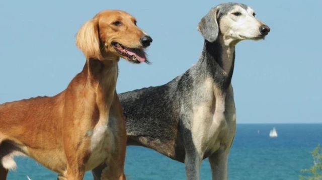 Қазақстанда тазы мен төбет күні белгіленді