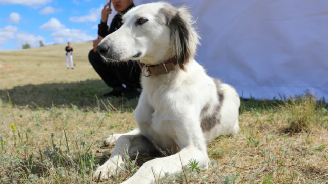 New holiday introduced in Kazakhstan – Tazy and Tobet Day