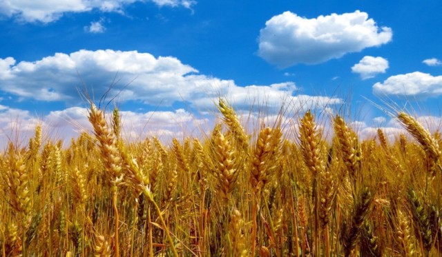 Kazakhstan plans to export grain to Egypt and other Arab states