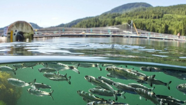 Kazakh Mazhilis adopts law on aquaculture