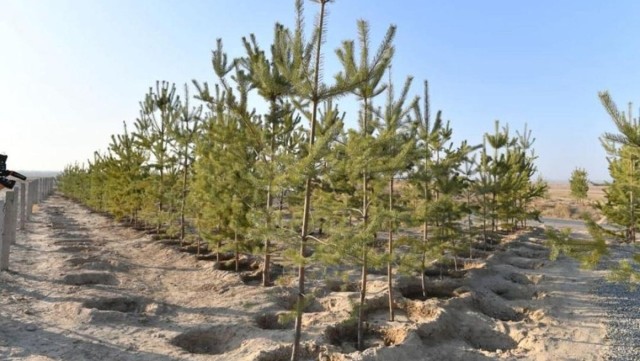 Türkistan ilinde Nevruz Bayramı arifesinde ağaç dikme kampanyası başlatıldı