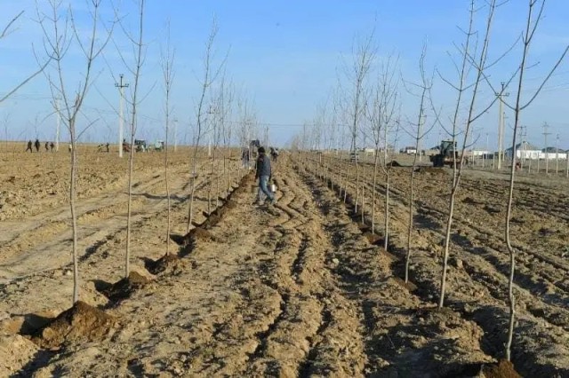 Түркістан облысында 1,2 млн түп ағаш егу жоспарланған
