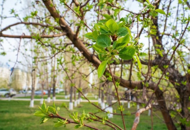 Наурызнама: Қазақстанда Жаңару күнін аталып өтуде