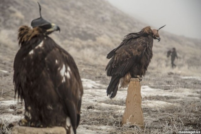 Berkutchi – keepers of ancient traditions of nomadic civilization