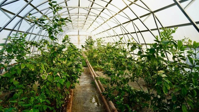 Экзотические растения выращивают в Кызылорде