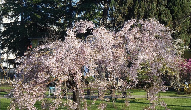 Sakura blossoms in Almaty’s Botanical Garden