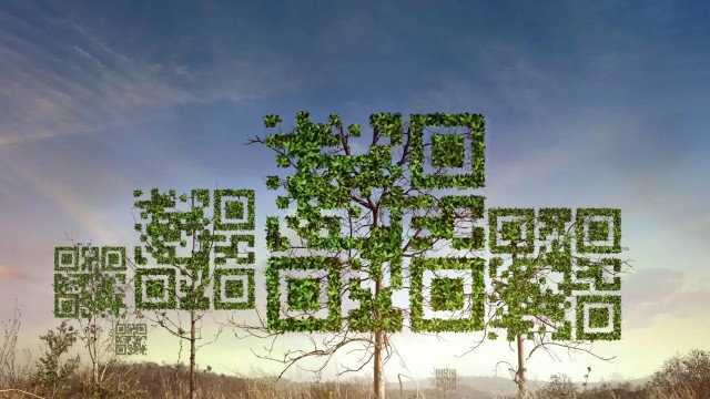 Астанадагы дарактарга QR код коюлат