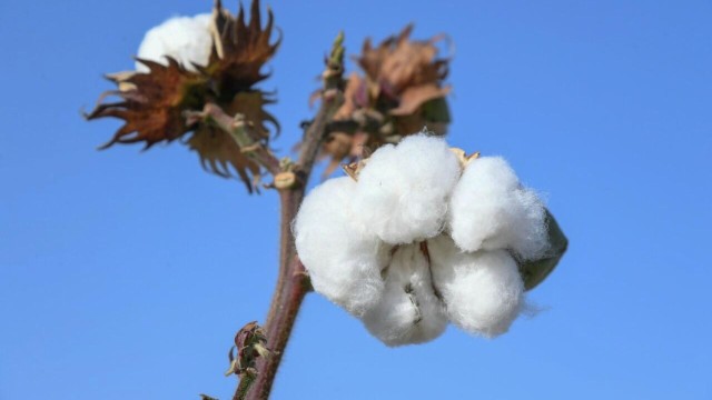Cotton and textile cluster to be created in Kazakhstan