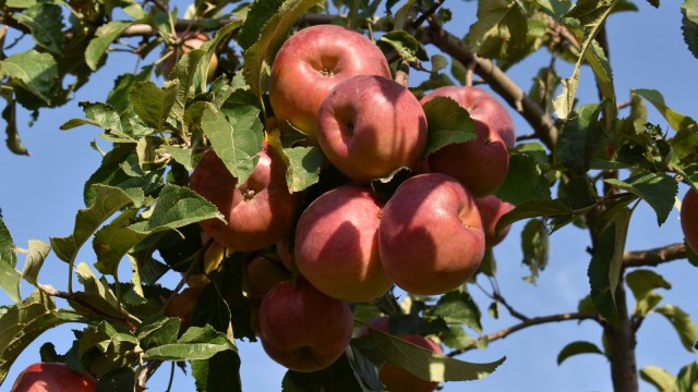 Қазақстанда аңызға айналған апорт алмасы жаңғыртылады