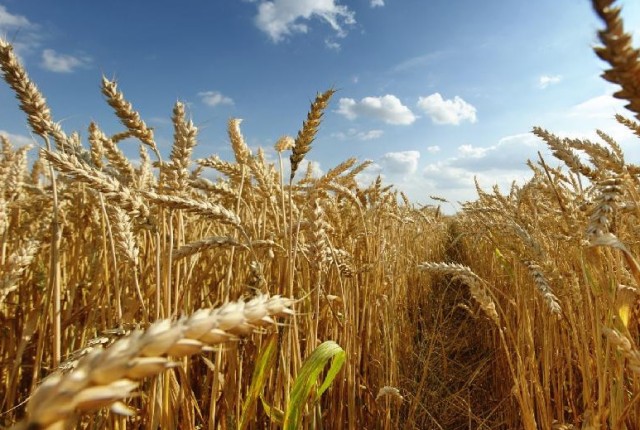 Kazakhstan to expand sown area to 23.7 million hectares