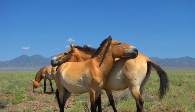 Kazakistan'da Przewalski atı popülasyonu yeniden canlandırılıyor
