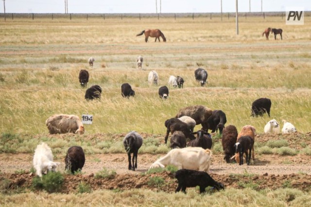 Қозоғистонда миллий қишлоқ хўжалиги саноғи ўтказилади