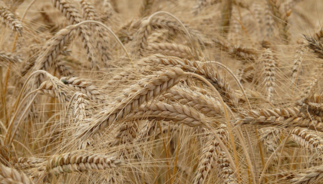 Kazakhstan to export wheat to Nigeria