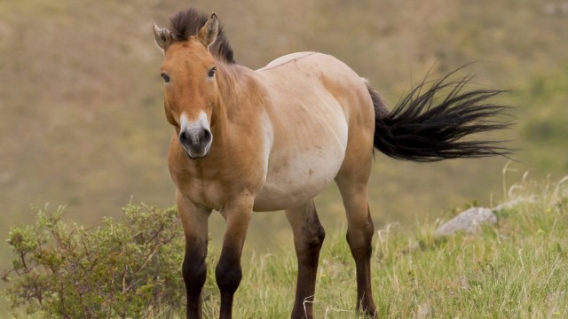 Пржевальский жылкыларынын жашоосун табийгый чөйрөдө көзөмөлдөнөт