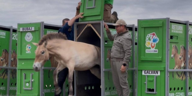 Przewalski’s horses brought to Kazakhstan again