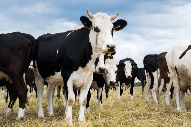 Kazakhstan significantly increases livestock exports