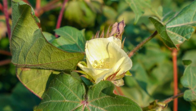 Türkistan ilinde modern teknolojiyle Hollanda gülleri yetiştiriliyor