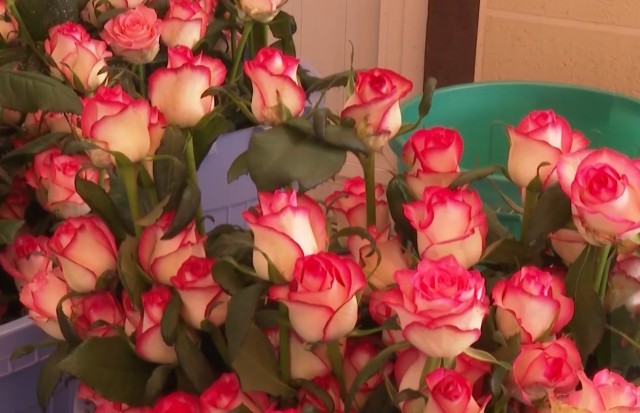 Туркистонда гул етиштиришда инновациялар қўлланиляпти