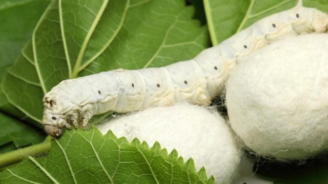 Қозоғистонда тут ипак қурти етиштирилади