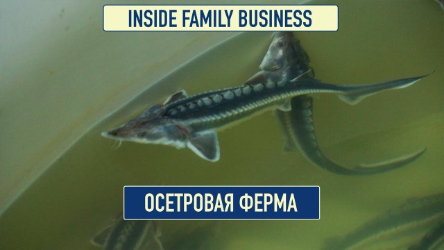 Рыбное хозяйство: эффективный путь к приумножению прибыли