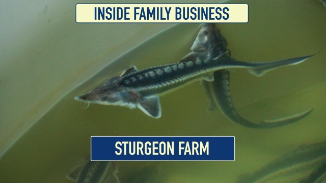 Fish farming: an efficient way to multiply income