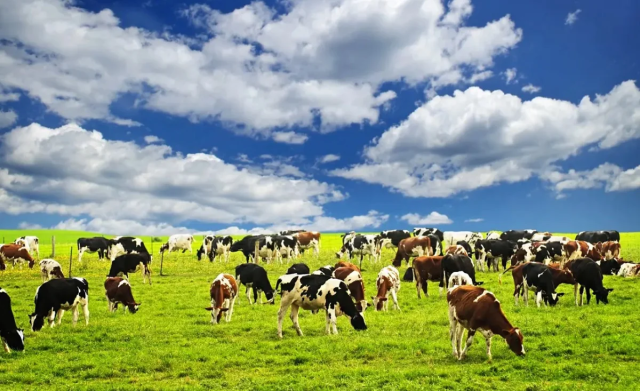 Бугун Қозоғистонда миллий қишлоқ хўжалик ҳисоби бошланди