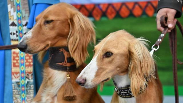 World Dog Show 2025: Kazak Tazısı Dünyanın ilgisini çekti