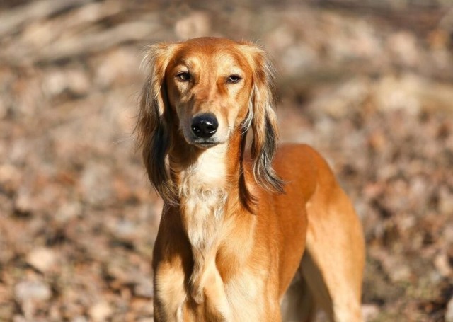 World Dog Show 2025: қозоқ тозиси дунё ҳамжамиятини лол қолдирди