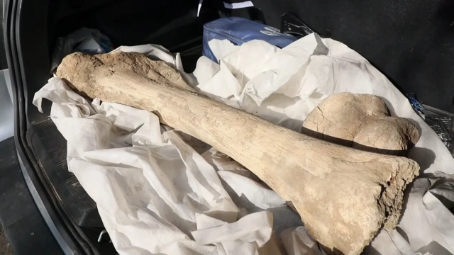 Археологлар 15 минг йил аввал яшаган мамонт суяги топилди