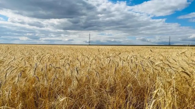 Kazakhstan harvests record grain crop this year