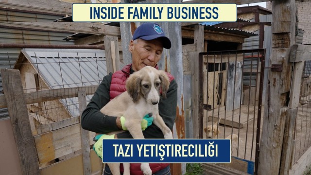 Tazı yetiştiriciliği