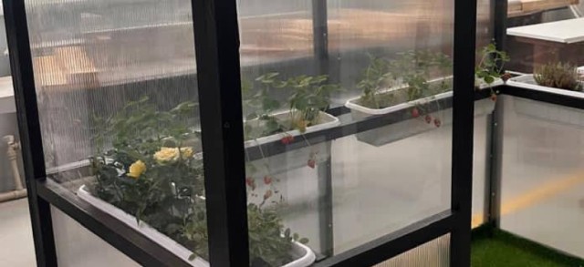 Kazakh students develop AI-based smart greenhouse prototype