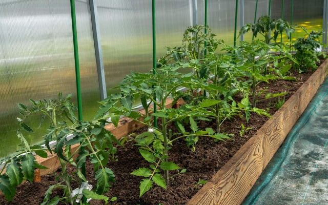 Казакстандык студенттер «акылдуу күнөскана» ойлоп табышты