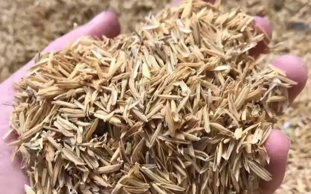 Kazakistanlı bilim insanları, pirinç kabuğunun kullanım yöntemlerini arttırdılar