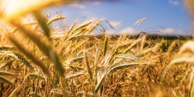 Türkmenistan ve FAO, tarım alanındaki ortaklığını genişletiyor