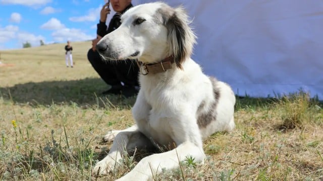 Kazakistan’da Kazak köpek ırkları günü resmi olarak ilan edilecek