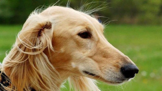 Қазақтың асылтұқымды иттері күні ресми белгіленді