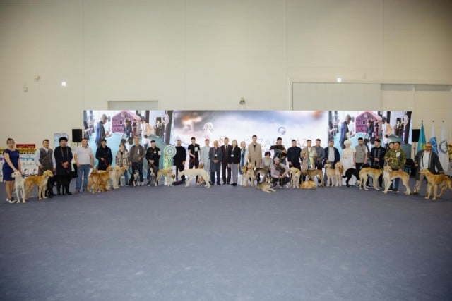 Kazakh Tazy dog breed takes world stage