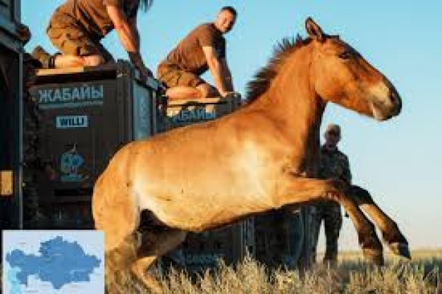 New group of Przewalski’s horses arrives in Kazakhstan