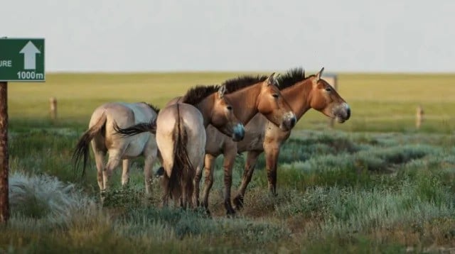 Another group of Przewalski’s horses arrives in Kazakhstan