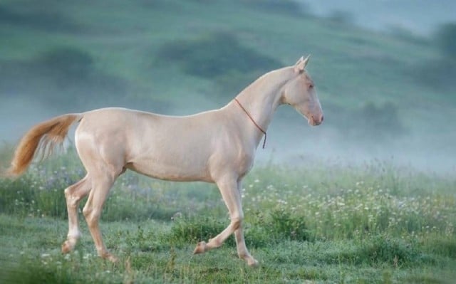 Aqzhan – “Pure Soul” - a cultural phenomenon of the Great Steppe
