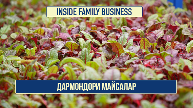 Дармондори майсалар