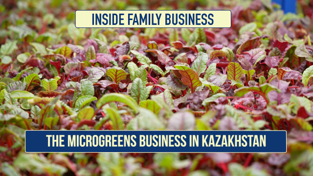 The microgreens business in Kazakhstan