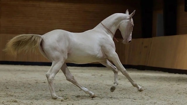 Akhal-Teke horse Aqzhan – Astana’s new cultural symbol